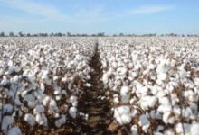 العروة الصيفية