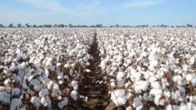 العروة الصيفية